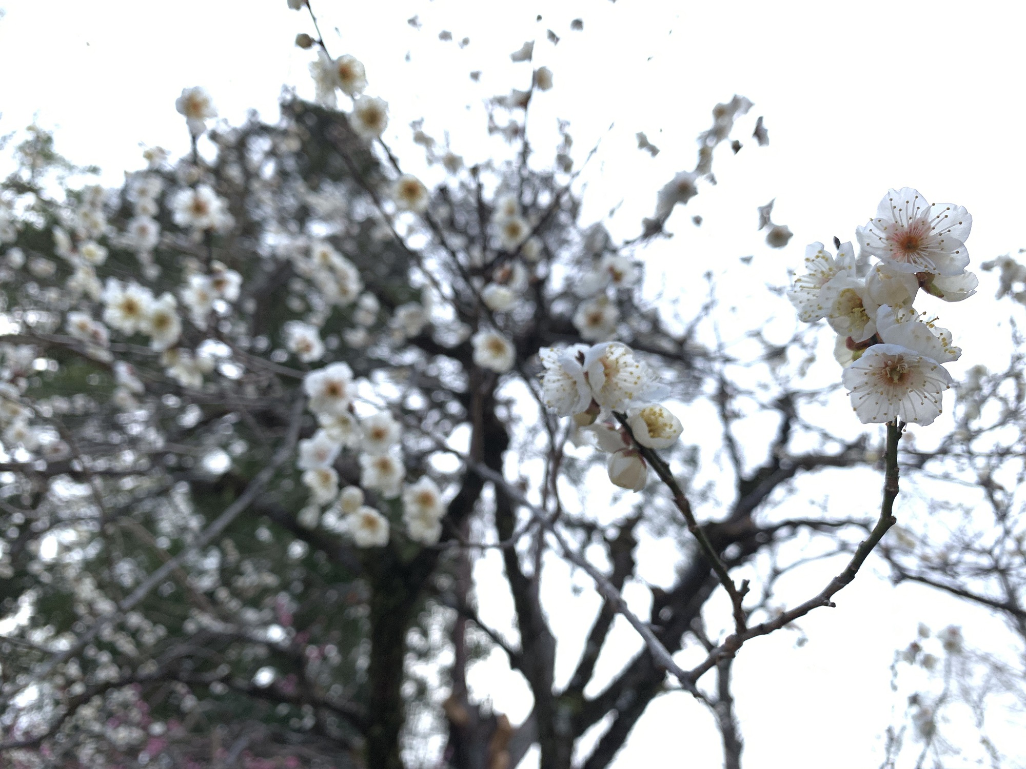 【スタッフ日記】京都は北野天満宮の梅を見てきました